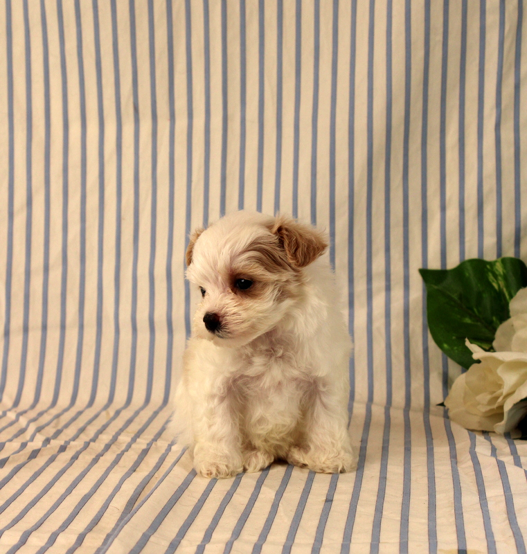 puppy, for, sale, Maltipoo, Matthew B. Stoltzfus, dog, breeder, Gap, PA, dog-breeder, puppy-for-sale, forsale, nearby, find, puppyfind, locator, puppylocator, aca